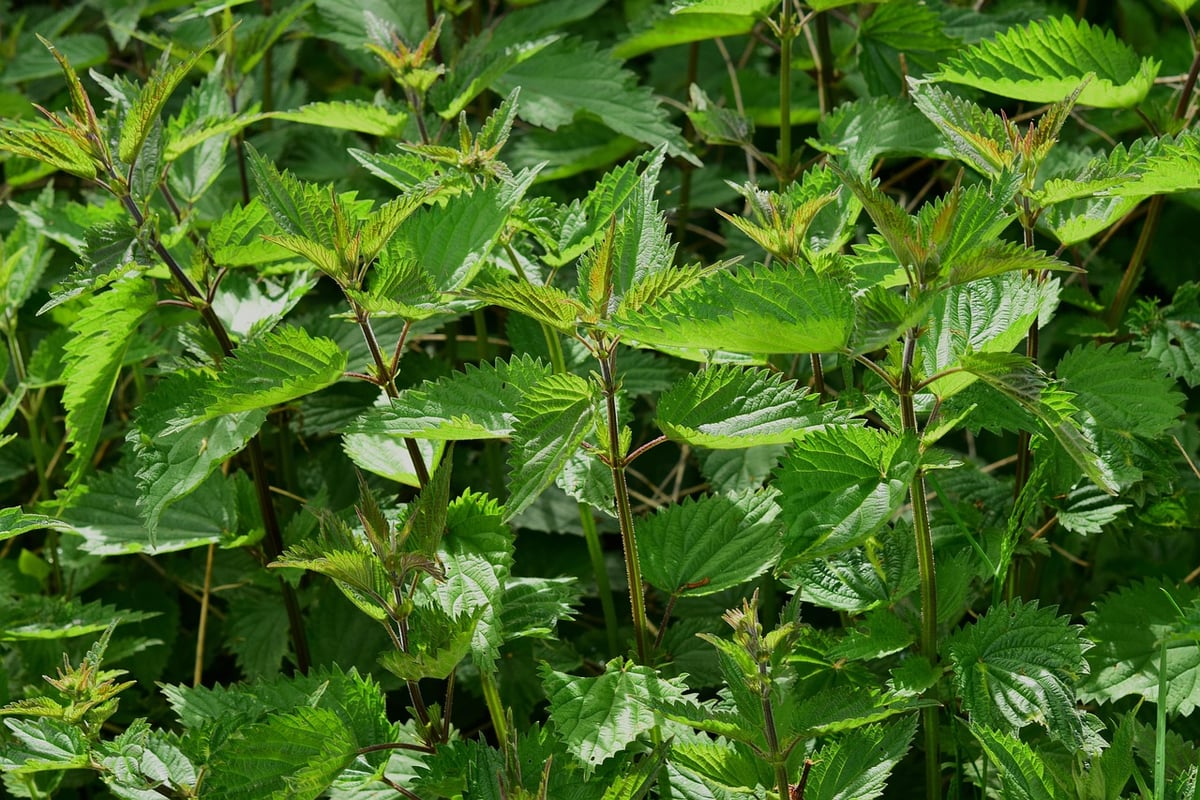 Wildkräuter in der Küche verwenden