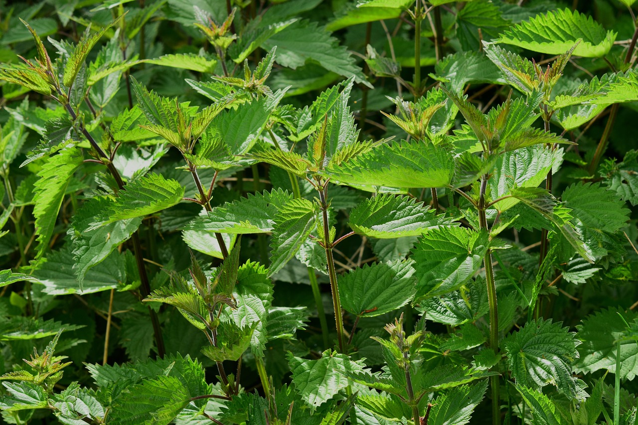 Wildkräuter in der Küche verwenden