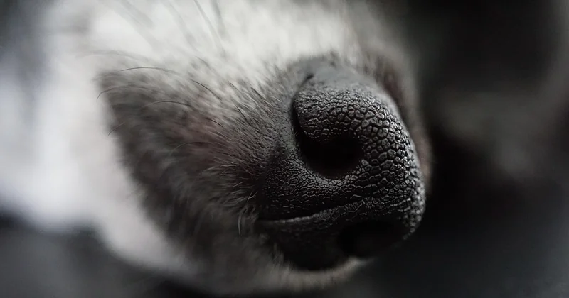 Was ist ein Chihuahua Langhaar — und was nicht