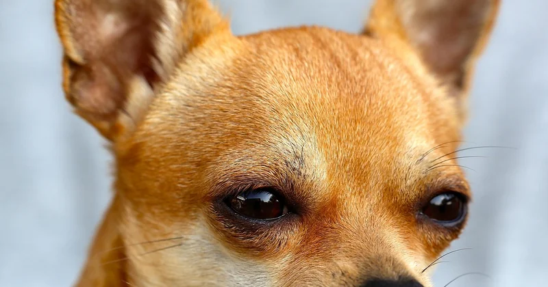 Gesundheit: Worauf Sie beim Chihuahua Langhaar achten müssen