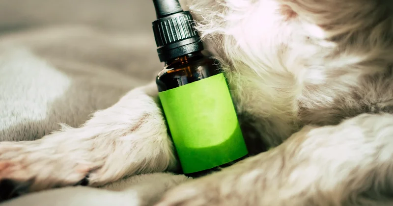 CBD rauchen Nebenwirkungen: der Teil, den niemand gern hört