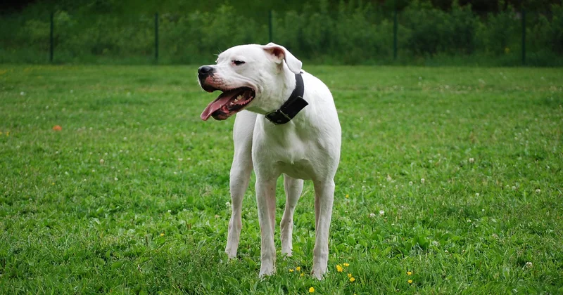 Woher der Dogo Argentino kommt — und warum das wichtig ist