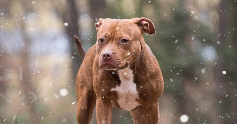 Dogo Argentino Listenhund NRW — und warum der Wohnort die halbe Entscheidung ist