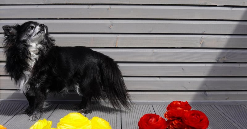 Chihuahua Langhaar: Pflege, Charakter und Tipps für den Langhaar-Chi