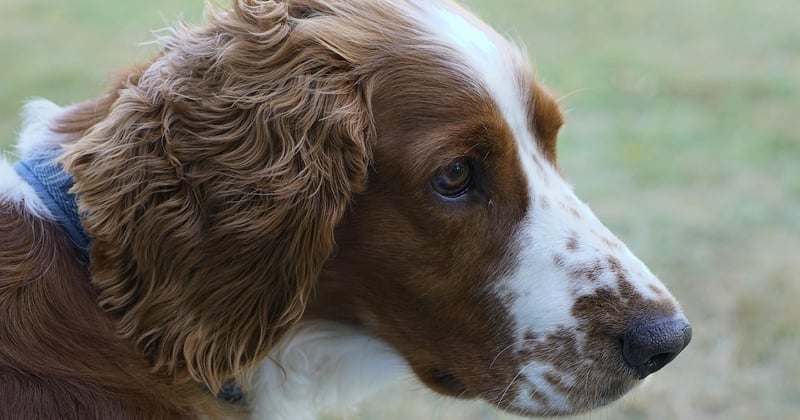 Welsh Springer Spaniel: Der fröhliche Jagdhund im Porträt