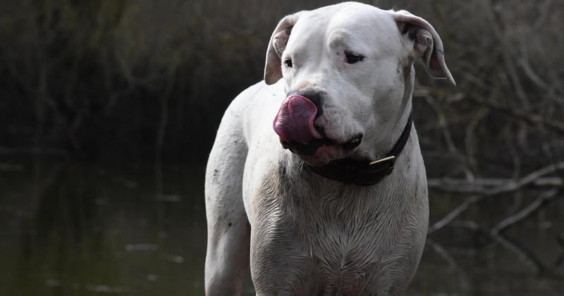 Dogo Argentino: Der weiße Riese unter den Hunden