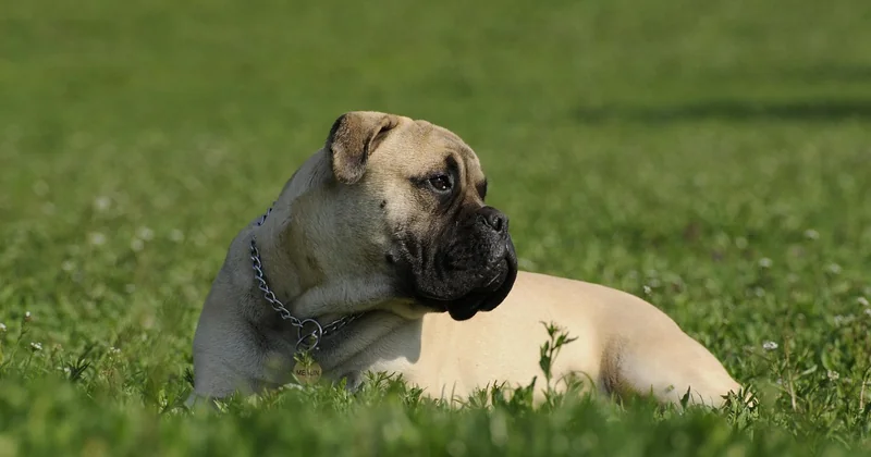 Listenhund oder nicht? Der rechtliche Status im Jahr 2026