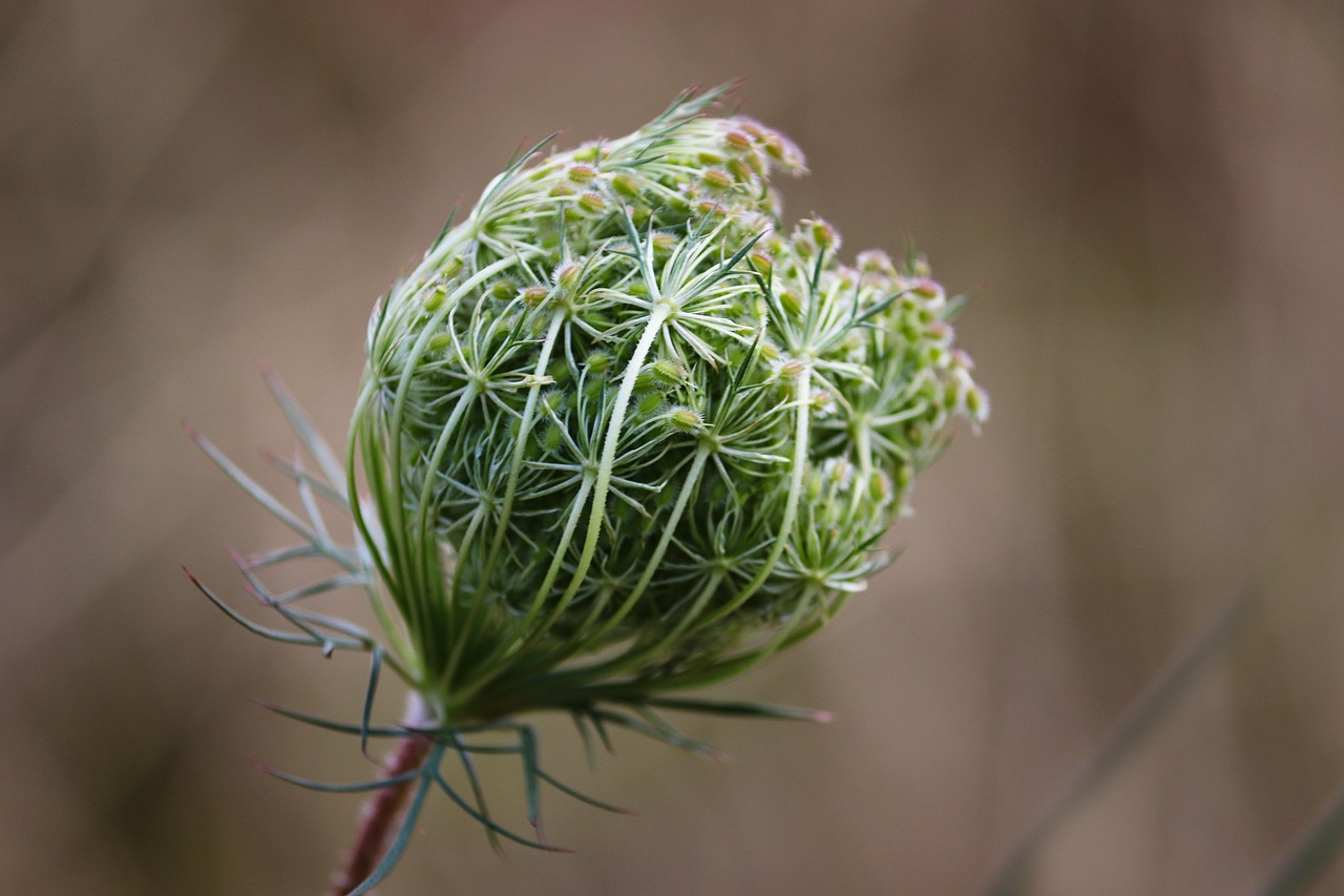 entdecken sie die welt der wilden kräuter: tipps zur erkennung, verwendung und gesundheitlichen vorteile von naturkräutern.